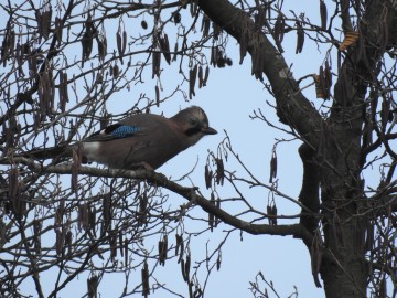 Ptasia Godzinka w Załęczańskim Parku Krajobrazowym, <p>Fot. K. Gara</p>